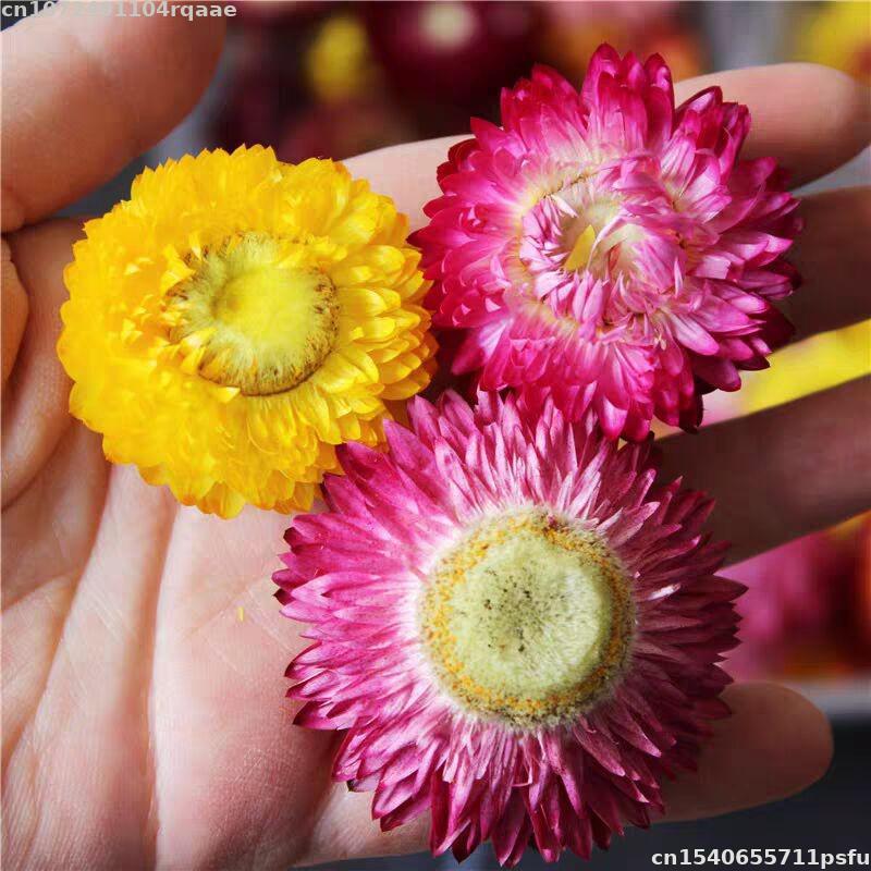 Candle Making Material Wholesale - Flores Secas 100% Naturales Bracteantha Bracteata