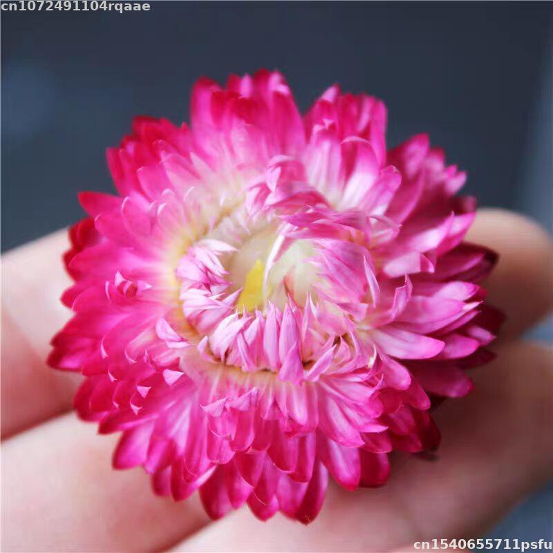 Flores Secas 100% Naturales Br - Candle Making Material Wholesale reseña y precio